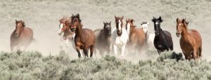 WildHorsesRunning-MustangMonumentcAaronMillar