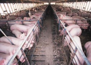 Inside a hog CAFO.  [Untitled image of pig CAFO] Retrieved from http://wuwm.com/post/opposition-flares-around-supersize-pig-farm-proposed-northern-wisconsin#stream/0