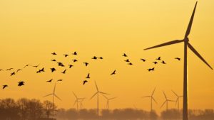 Birds flying over a field at dawn in winter. J. Marijis. Shutterstock