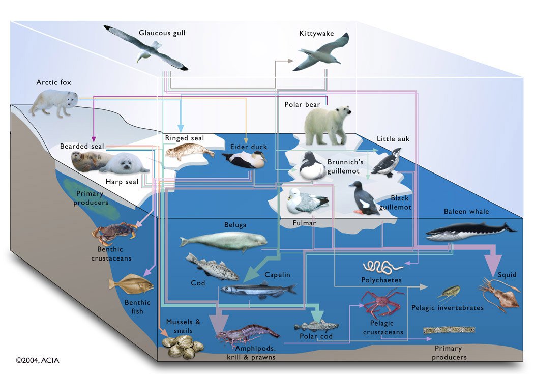 A flow chart showing complex marine trophic interactions. http://www.coolaustralia.org/arctic-food-web-climate-change/