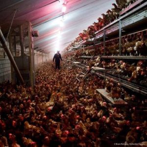 Regulation of Free-Range Systems for Chicken Health and Welfare