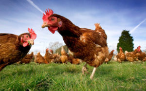Happy free-range chicken in ideal system Bufkin, M.T. (2015, 28 March). The truth about free range chickens. The Truth About Agriculture. Retrieved from https://thetruthaboutag.wordpress.com/2015/03/28/the-truth-about-free-range-chickens/ 
