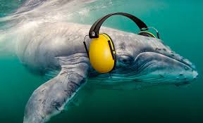 Drilling noises  can damage whales' hearing permanently.  http://www.coastalreview.org/2016/05/14341/
