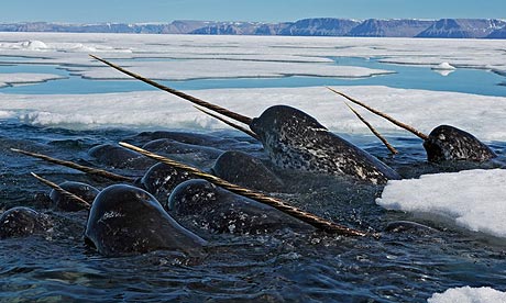 A group of narwhals hunt for prey amidst the seasonal sea-ice.  https://www.sott.net/article/156708-Mysterious-Arctic-whale-under-threat-from-changing-habitat