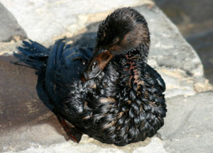 A Surf Scoter covered in oil after the Cosco Busan oil spill in 2007 (Creative Commons).