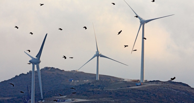 Wind turbines pose a greater threat to threatened species, like the California condor.