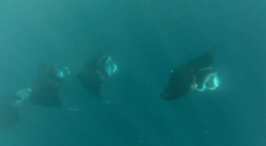 Manta Rays in Taiohae