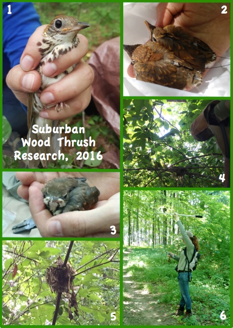 A series of images from our Wood Thrush study system.